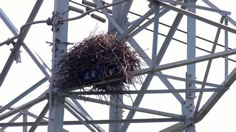 如何趕走鳥巢|都會鳥巢秘錄｜如何友善對待城市鳥